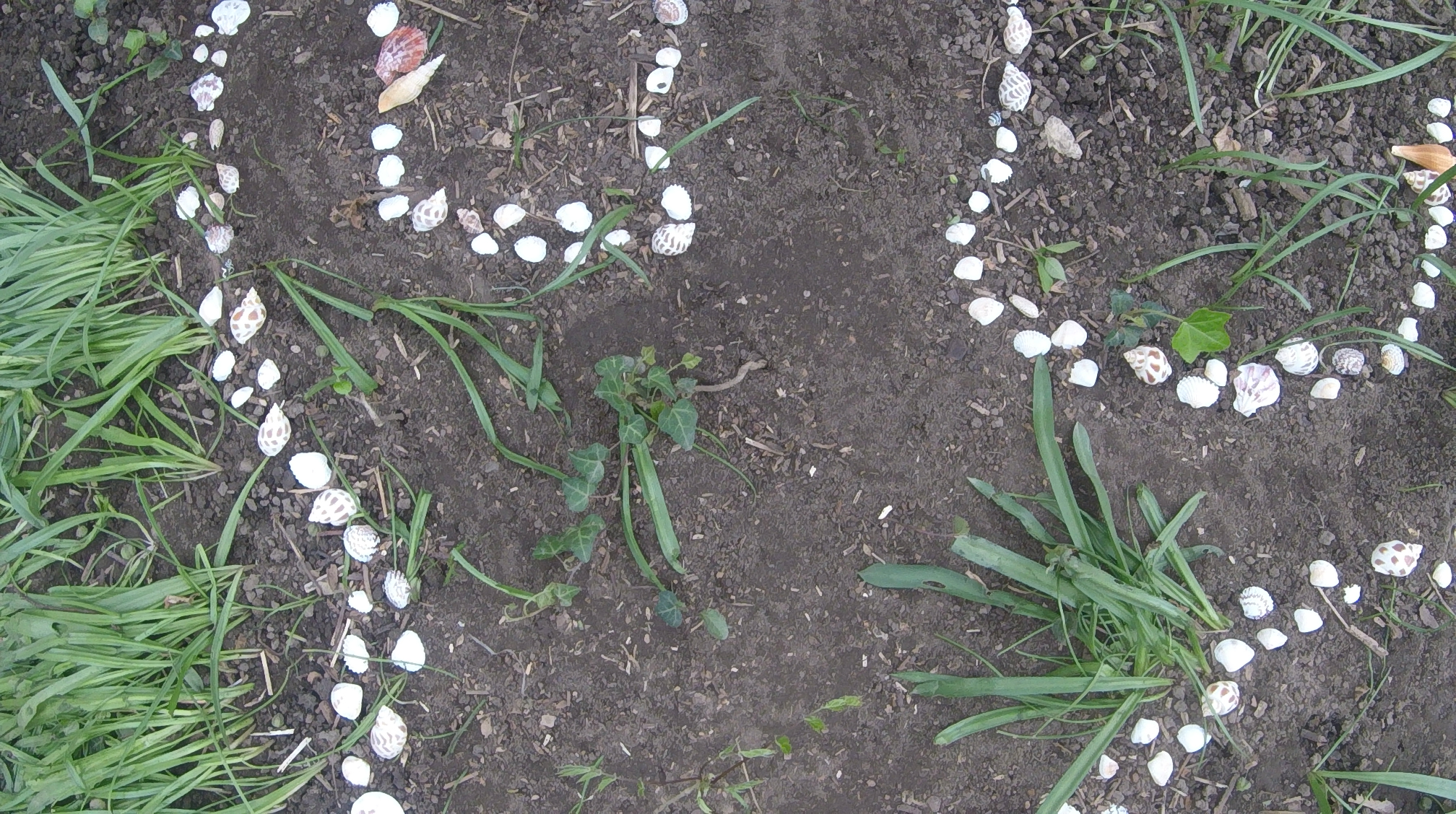 A silhouette of the artist traced in double lines of white sea shells lay over Soil and blades of grass.